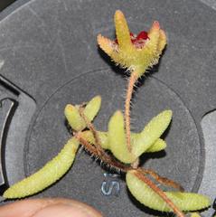 Drosanthemum stokoei