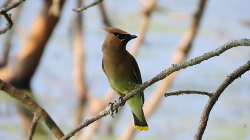 Cedar Waxwing photographed in Wisconsin