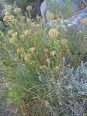 Pseudoselago serrata