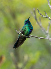 Colibri coruscans