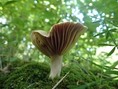 Lactarius subplinthogalus