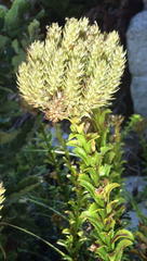 Pseudoselago serrata