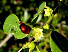 Bridelia cathartica cathartica