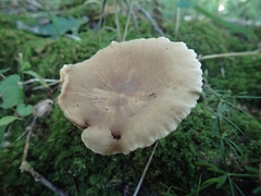 Lactarius subplinthogalus