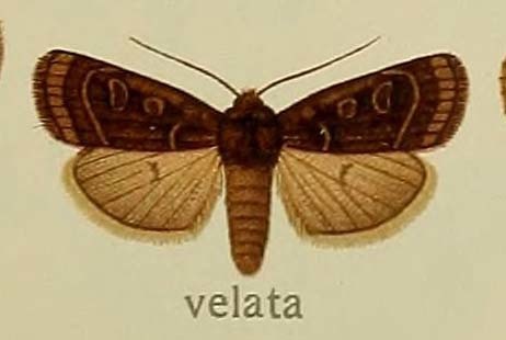 Lycophotia velata
