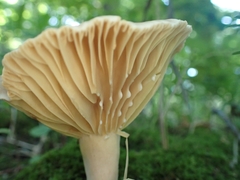 Lactarius subplinthogalus