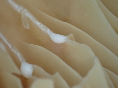 Lactarius subplinthogalus