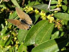 Bridelia cathartica cathartica