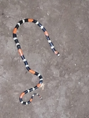 Micrurus lemniscatus