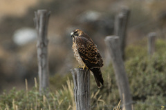 Geranoaetus polyosoma