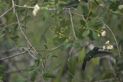Riccordia ricordii