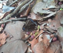 Morpho helenor peleides