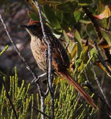 Sphenoeacus afer afer