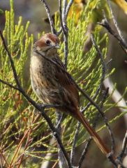 Sphenoeacus afer afer