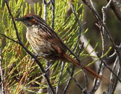 Sphenoeacus afer afer