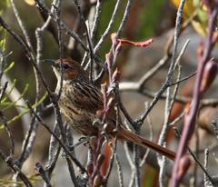 Sphenoeacus afer afer