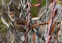 Sphenoeacus afer afer