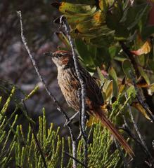 Sphenoeacus afer afer