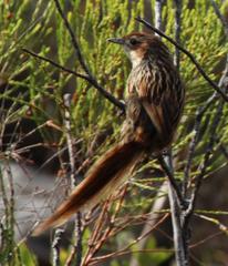 Sphenoeacus afer afer