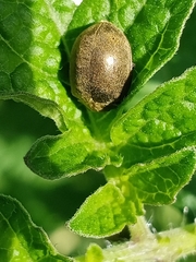 Epilachna obscurella