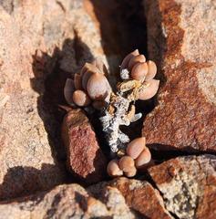 Crassothonna capensis