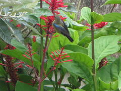 Chalcomitra amethystina amethystina