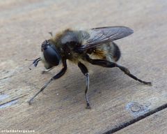 Platynochaetus setosus