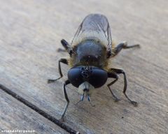 Platynochaetus setosus