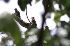 Melanerpes aurifrons