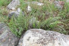 Cheilanthes parviloba