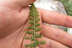 Cheilanthes parviloba