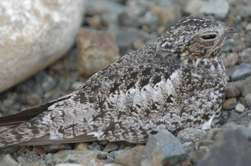 Chordeiles gundlachii