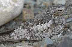 Chordeiles gundlachii