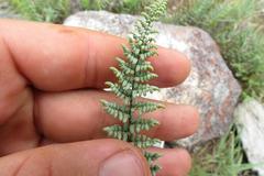 Cheilanthes parviloba