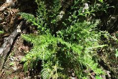 Asplenium rutifolium