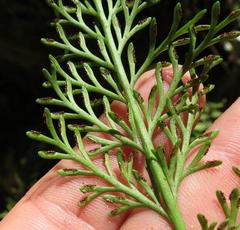 Asplenium rutifolium