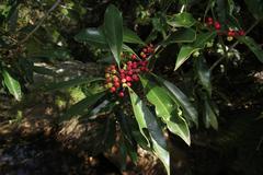 Ilex mitis mitis