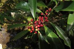 Ilex mitis mitis