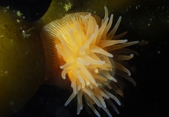 Epiactis prolifera