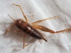 Ceuthophilus californianus