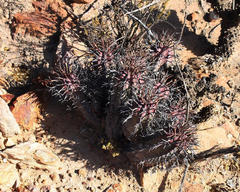 Euphorbia pillansii pillansii