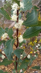 Hakea undulata