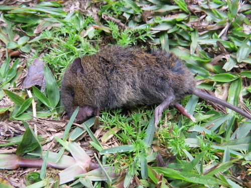 Cerrado Grass Mouse
