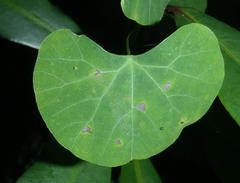 Cissampelos torulosa