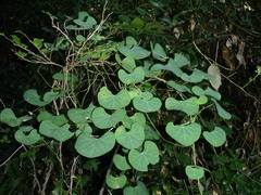 Cissampelos torulosa