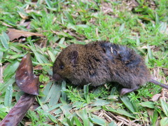Cerrado Grass Mouse photo 3