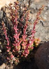 Crassula capitella thyrsiflora