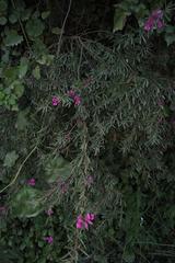 Indigofera denudata