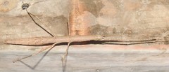 Candovia granulosa