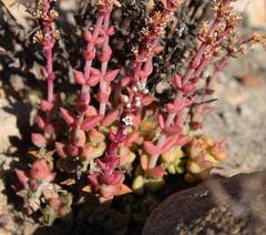 Crassula capitella thyrsiflora